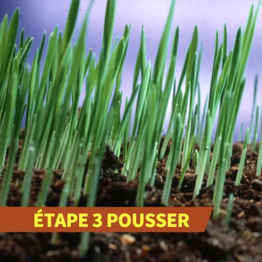 Tapis de Semis de Gazon Biodégradable - Image 8