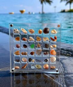 Acrylic Magnetic Seashell Display Box